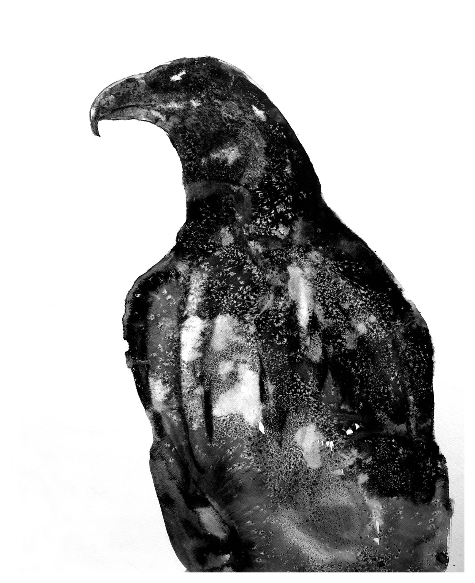 eaglePortraitS